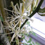 Blossom of Haworthia5