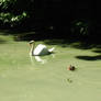 Swan and duck (poor photo)