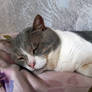 Sleeping11