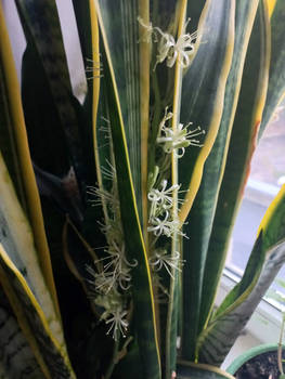 Sansevieria