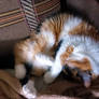 Curled cat