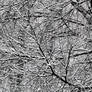 Tracery