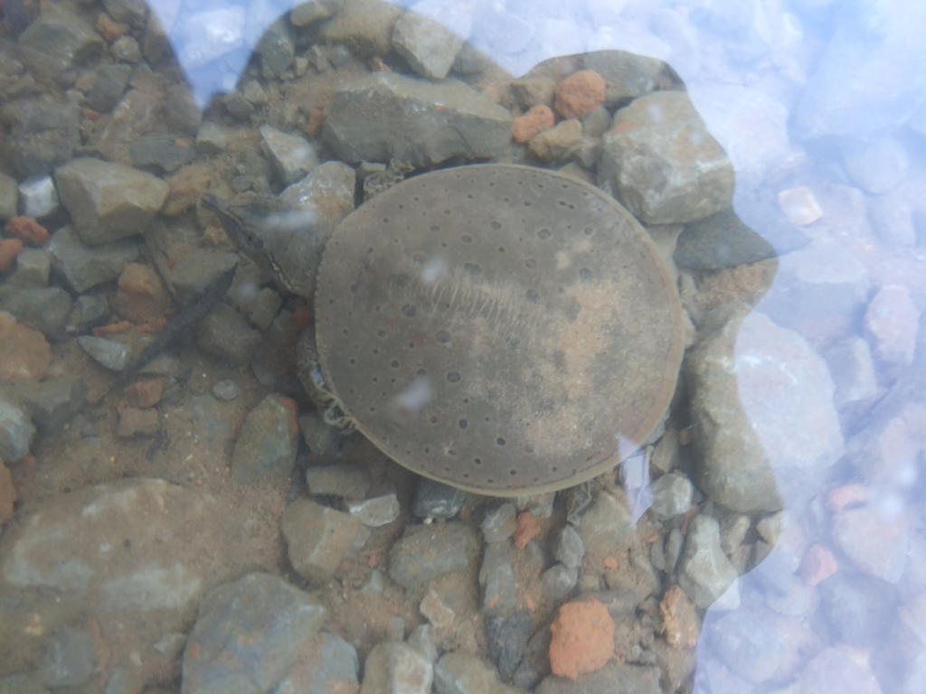 Deviantart Softshell Turtle A Long nose soft shell Turtle in the shallows by breyerfever on DeviantArt