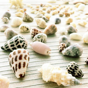 ..Okinawa Seashells..