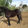 Friesian 3219