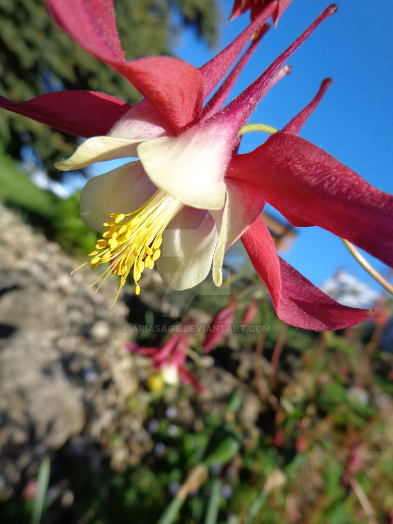 Red Flower