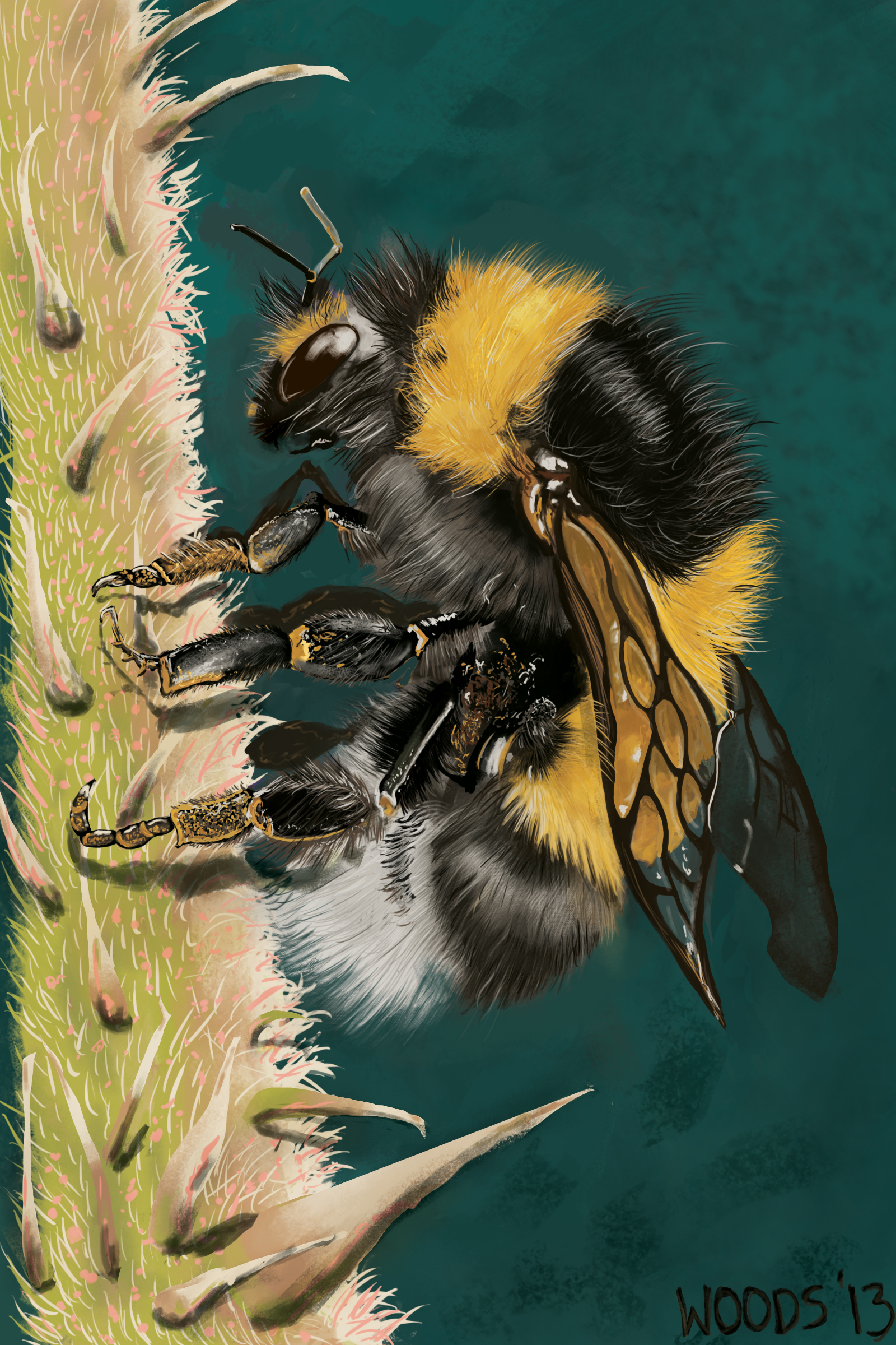 Bumble Bee [Bombus terrestris]