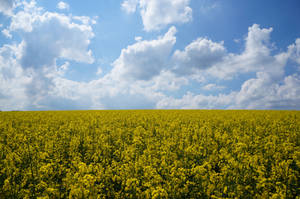 Rape field