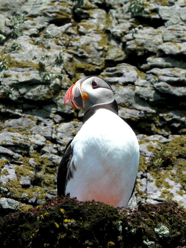 Skellig Puffin 2