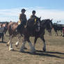 Ridden Clydesdales