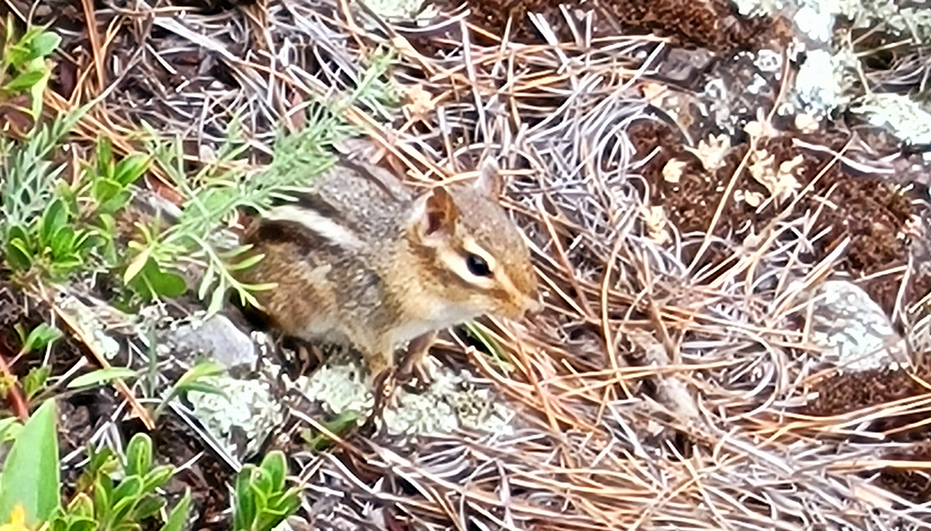 Chipper by deetapeeta on DeviantArt