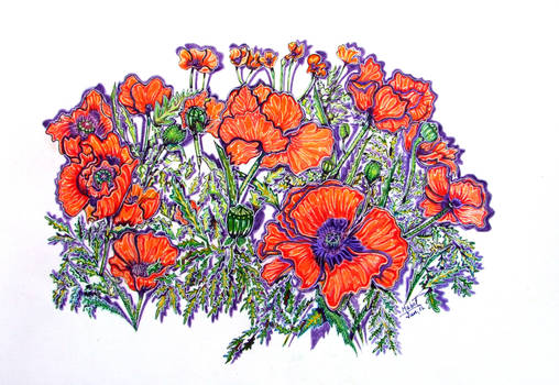 Oranges Poppies