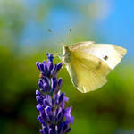 the morning butterfly by Laura1995