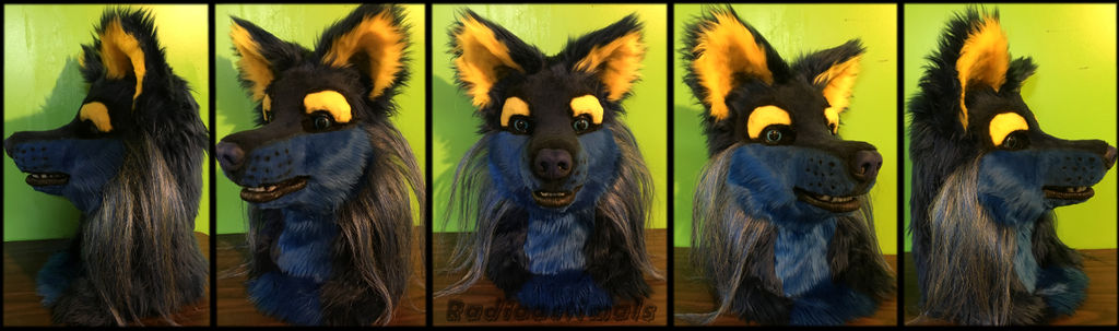 Blue n' Yellow Wolf Turnaround