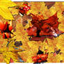 Autumn Leaves