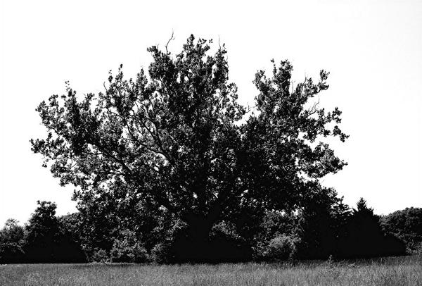 Tree Graphics Bw The Tree bw by mawhaley1 on DeviantArt