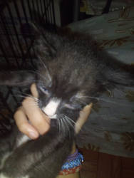 Blacky The Cat Pictures 2