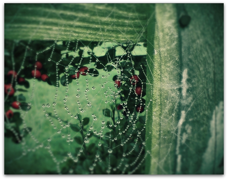 Winter Webs