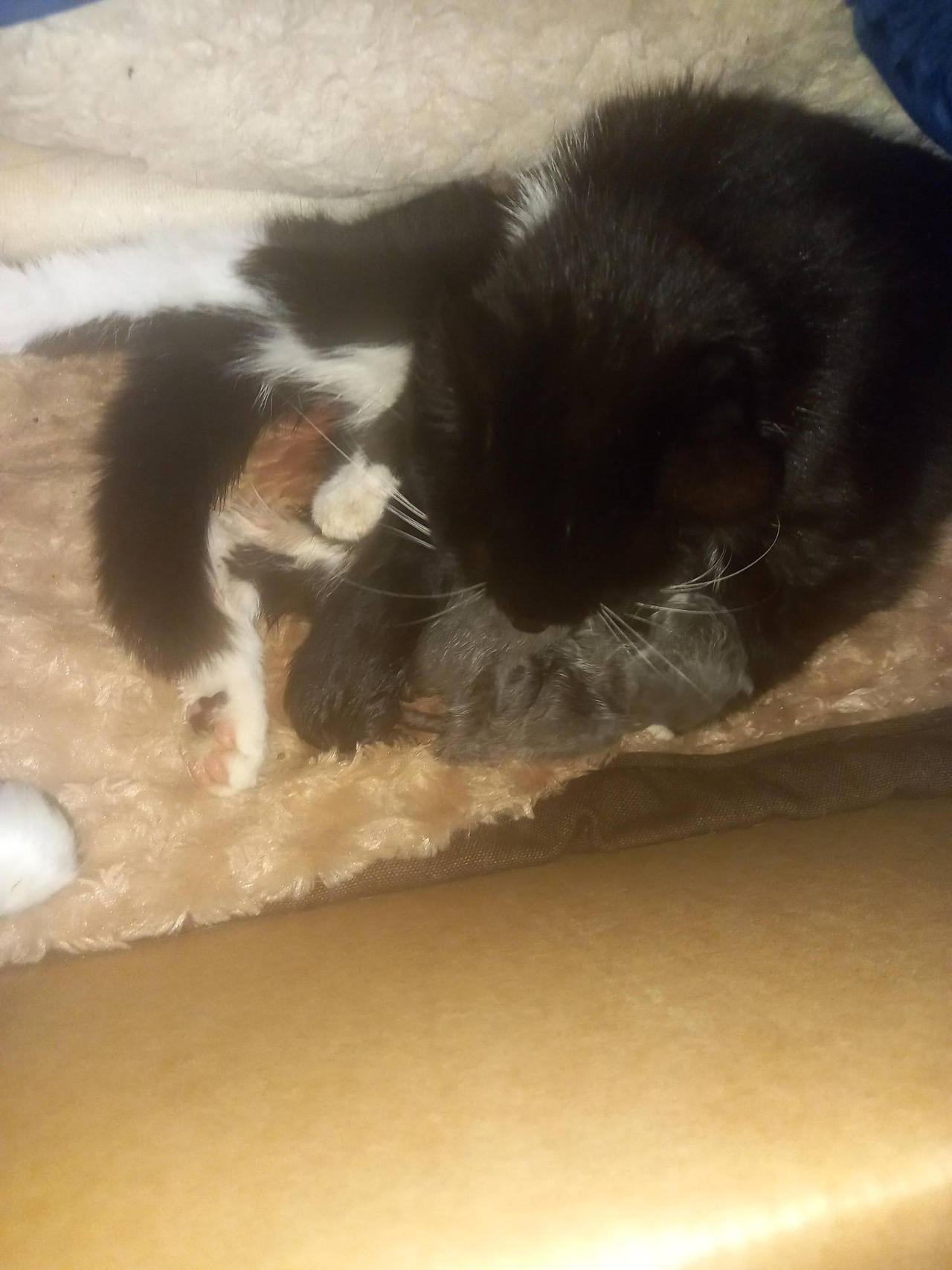 One of my cats has had kittens