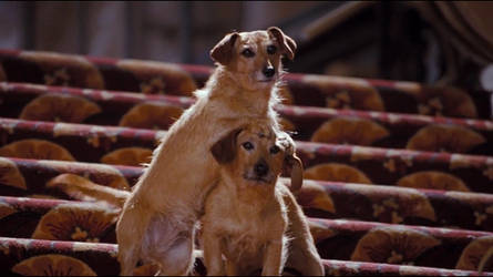 Viola and Sebastian from Hotel For Dogs