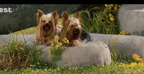 Yorkshire Terriers from Marmaduke