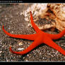 Seestern - Starfish