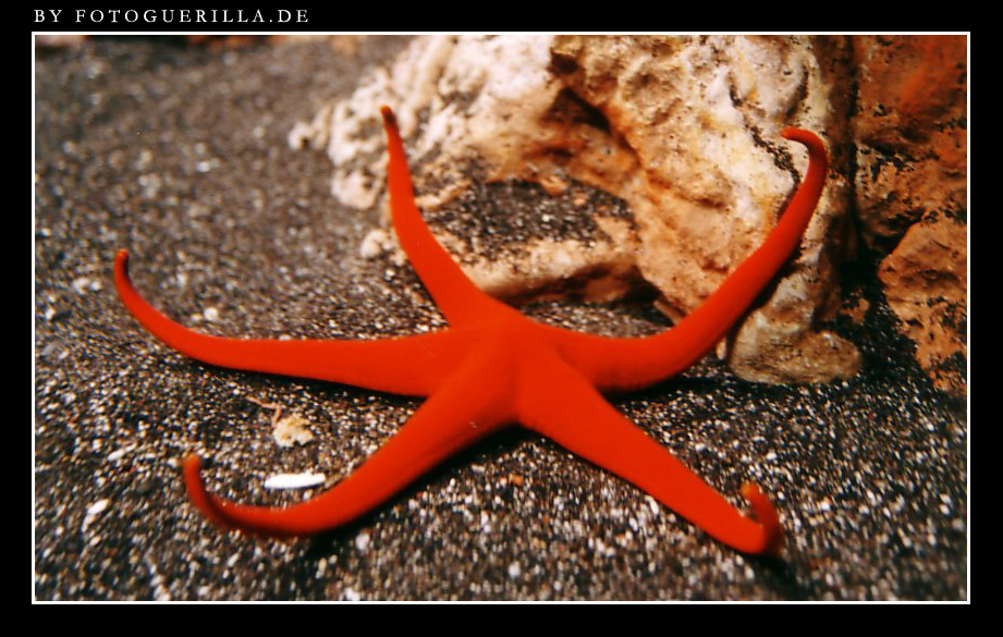 Seestern - Starfish