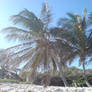 Palm Trees at Bottom Bay
