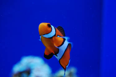 clown fish