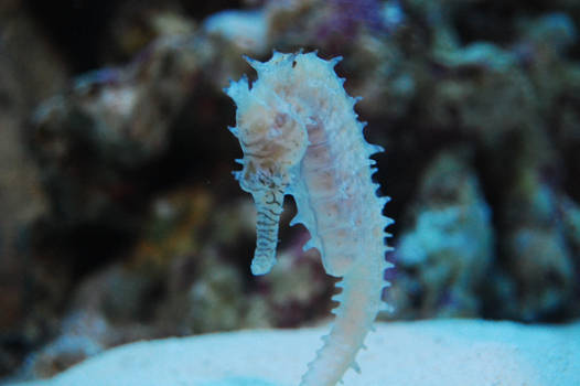 white seahorse