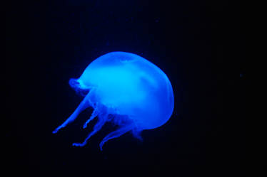 blue moon jelly