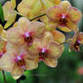 Yellow orchids