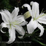 White Lily flowers