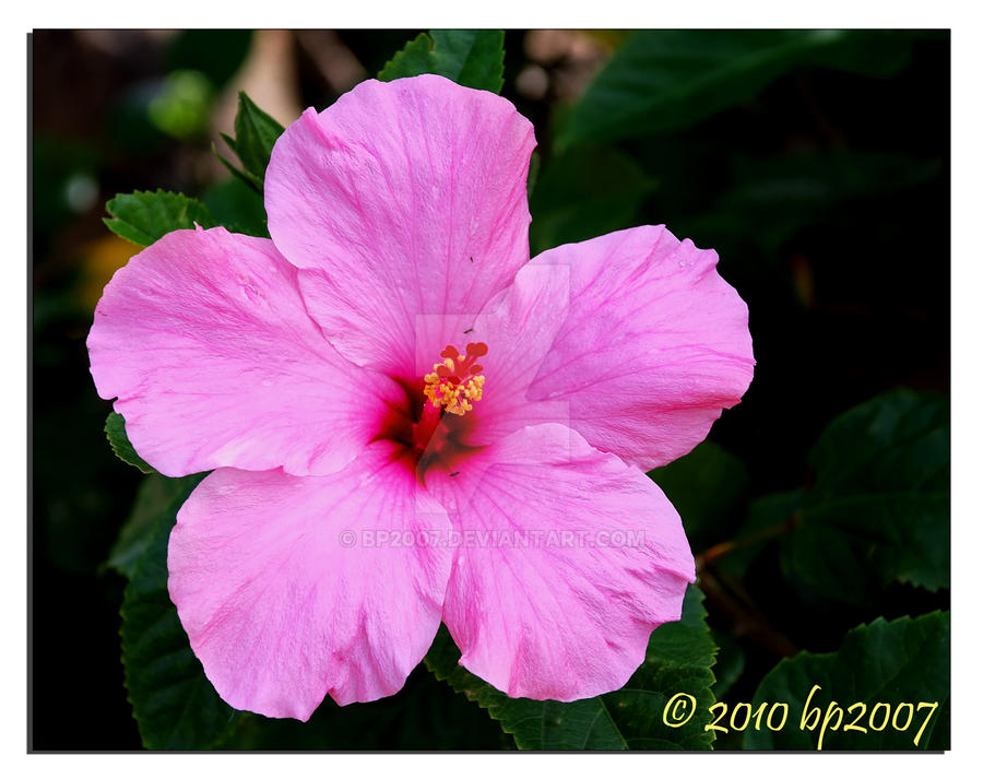 Hibiscus flower