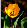 Yellow Tulip - 8