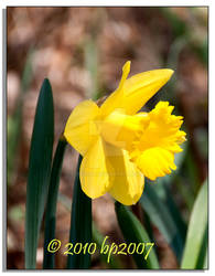 Daffodils - 1