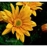 Yellow mums - 6