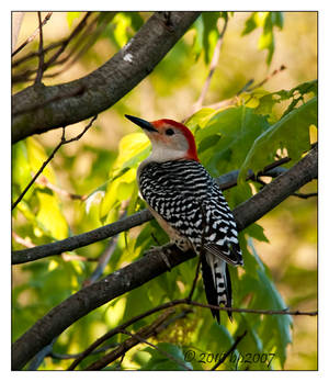 Woodpecker - 2