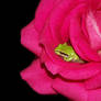 Frog in a Rose