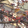 Pine Grosbeak in Ottawa