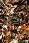 Couleuvre rayee / Garter snake