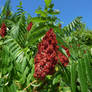 Sumac vinaigrier / Staghorn Sumac