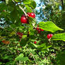 Chevrefeuille / Honeysuckle