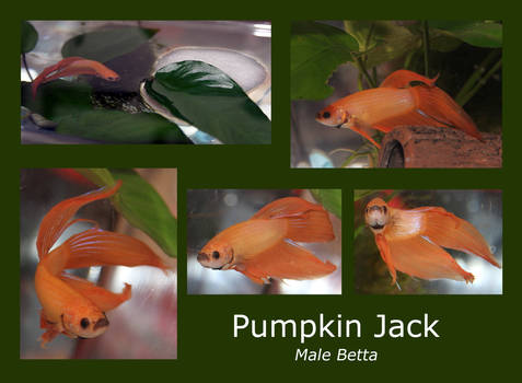 My new betta - Pumpkin Jack