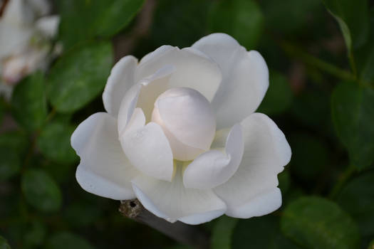 white rose