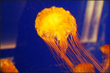 Jellyfish