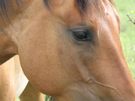 Horse Eye Stock 1