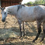 Dapple Grey Ranch Bred QH 7