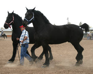 19 Hand Percheron Team 07