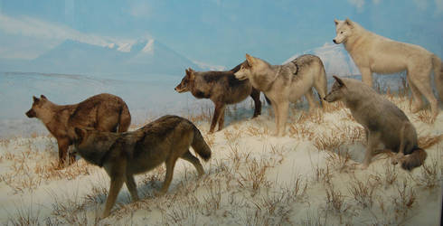 Wolf Pack Diorama